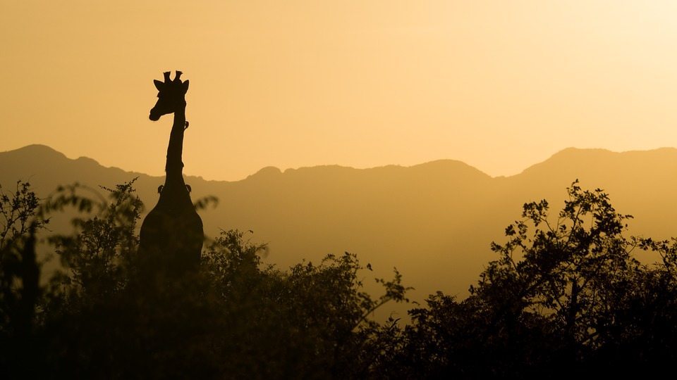 bitcoin-verzeichnet-popularitaet-in-afrikanischen-laendern