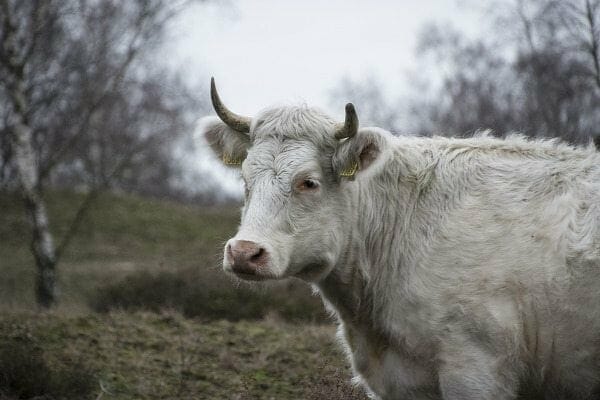 John McAfee: Bull Run kommt