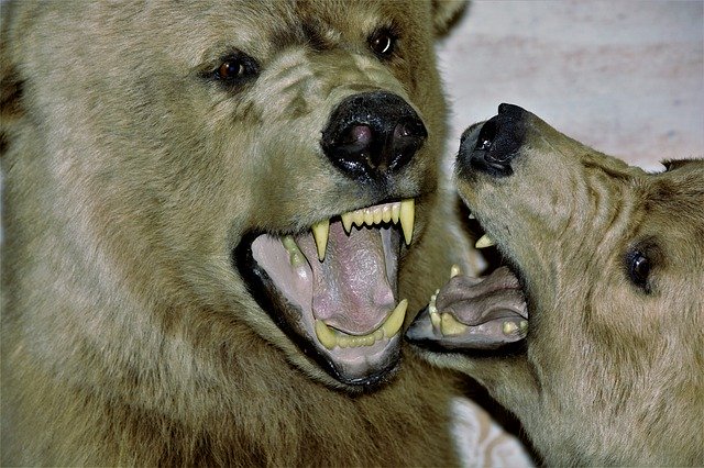 Die Bären fletschen die Zähne – BTC und Co. fallen