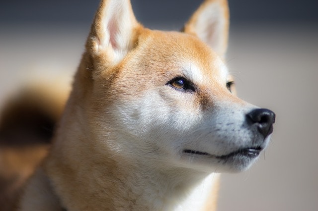 shiba-inu-coin-laeuft-der-kleine-dem-grossen-hunde-meme-coin-davon