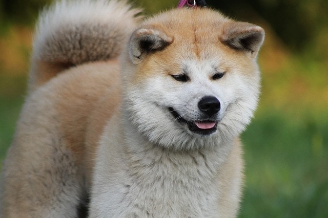 doge-und-eth-im-rekordmodus