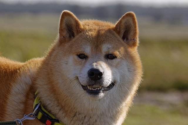 bitcoin-vor-58-000-usd-marke-shiba-inu-zurueck-in-den-top-10