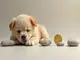 dogecoin-trotz-wal-kaeufen-und-etf-signalen-weiter-in-enger-handelsspanne